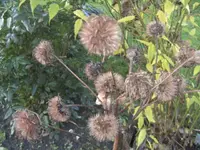 BILD8533.webp