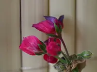 002.webp