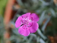 001.webp