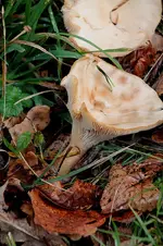 schaf17.webp