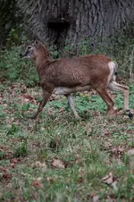 schaf8.webp