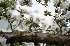 Meise-Tubi.webp