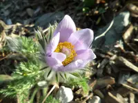 03-kuhschelle_jalapa.webp