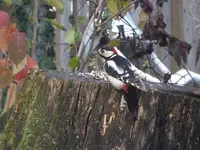 P1110031.webp