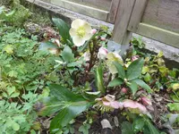 P1100337.webp