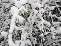 DSC02977.webp