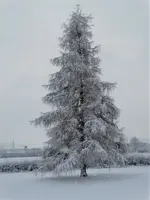 DSC03005.webp