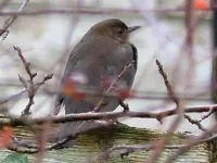 image004.webp