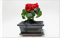 IMG_5949-1.webp
