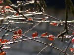 Cotoneaster.jpg