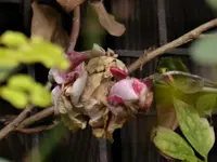 Einstige Rosenblüte.webp