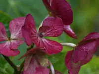 Hortensie.webp
