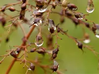 Tropfen1.webp