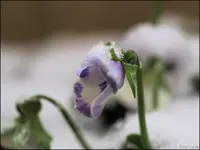 006.webp