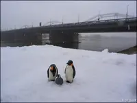 009.webp