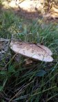 IMG_20171008_145046.jpg