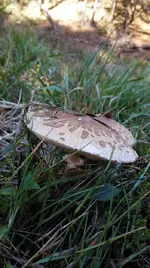 IMG_20171008_145046.webp