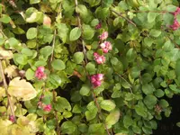 BILD8576.webp