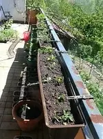 Balkon - Erdbeeren.webp
