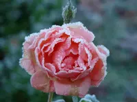 01-der erste Frost - luise-ac.webp