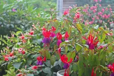 07-Fuchsien im Regen von Vitalis.webp