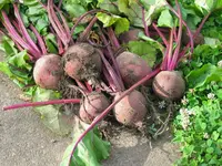 09-Rote Bete Tubi.webp