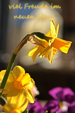 Narzisse_gelb_makro1.webp