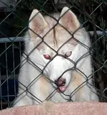 Höllenhund.webp