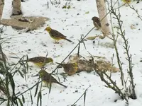 DSCF0700 (2).webp