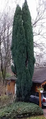 Baum01.webp