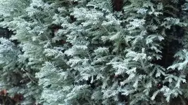 Baum02.webp