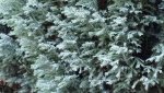 Baum02.jpg