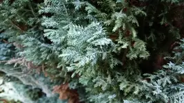Baum03.webp