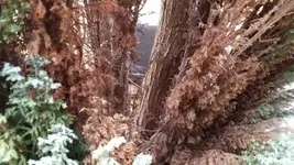 Baum04.webp