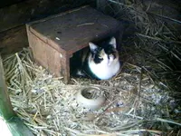 Hanne03.webp