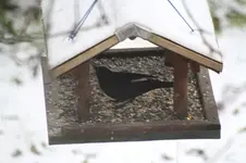 Amsel mit weißer Feder.webp