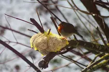 Rotkehlchen.webp
