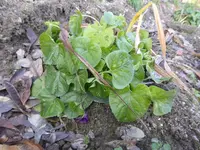P1110196.webp