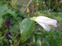 P1110203.webp