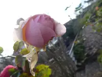 P1110220.webp
