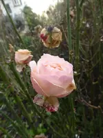 P1110256.webp