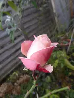 P1110257.webp