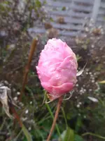 P1110258.webp