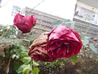 P1110264.webp