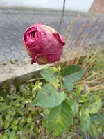 P1110273.webp