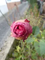P1110274.webp