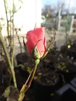 P1110282.webp