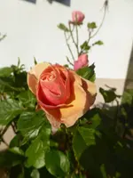 P1110293.webp