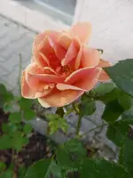 P1110297.webp