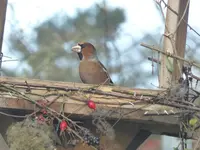 P1110317.webp